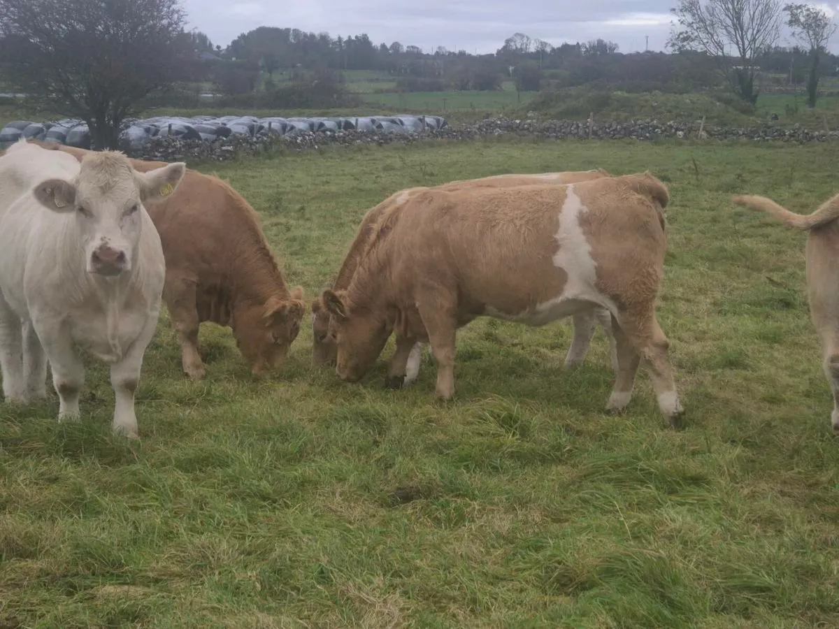 Breeding Heifers for sale - Image 4