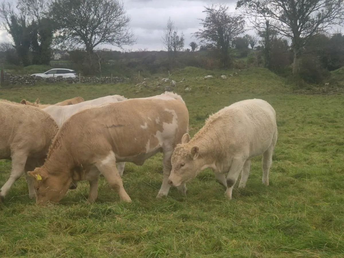 Breeding Heifers for sale - Image 1