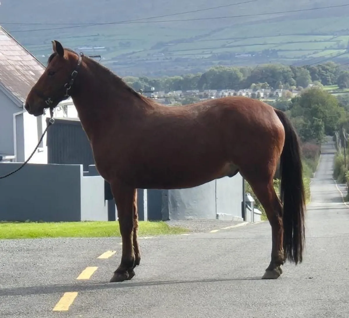 Connemara ponies for sale - Image 1