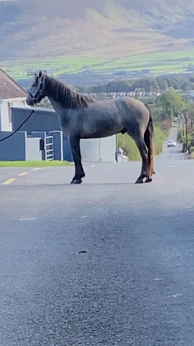 Connemara ponies for sale - Image 2