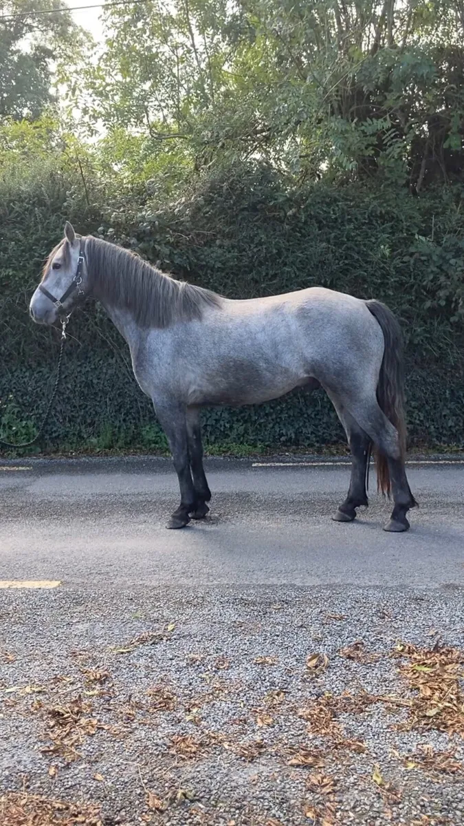 Connemara ponies for sale - Image 3