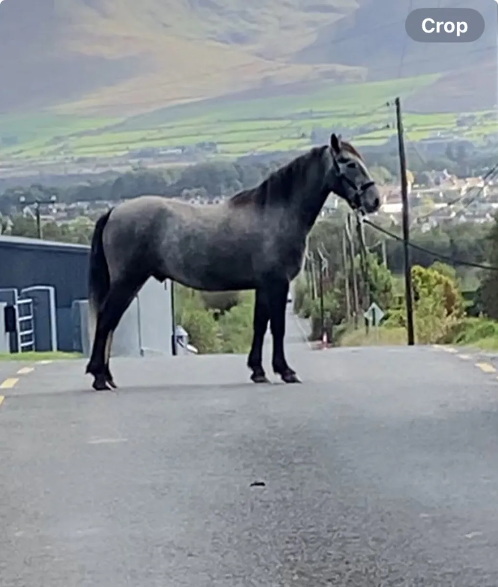 Connemara ponies for sale - Image 4