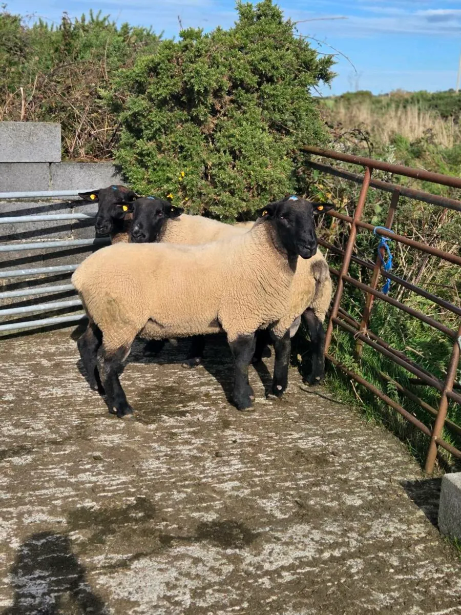 14 Suffolk Hogget Rams Blessington Mart 11th Oct - Image 1