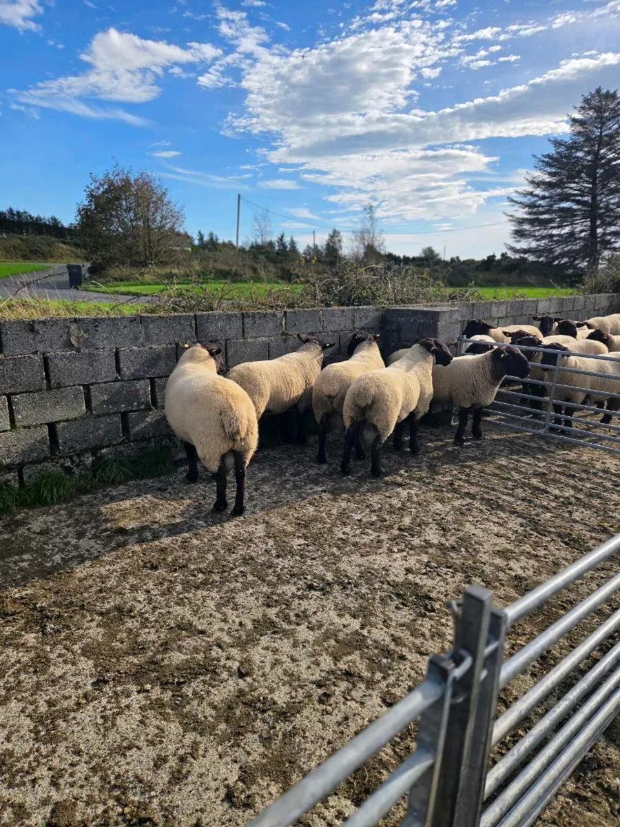 14 Suffolk Hogget Rams Blessington Mart 11th Oct - Image 2