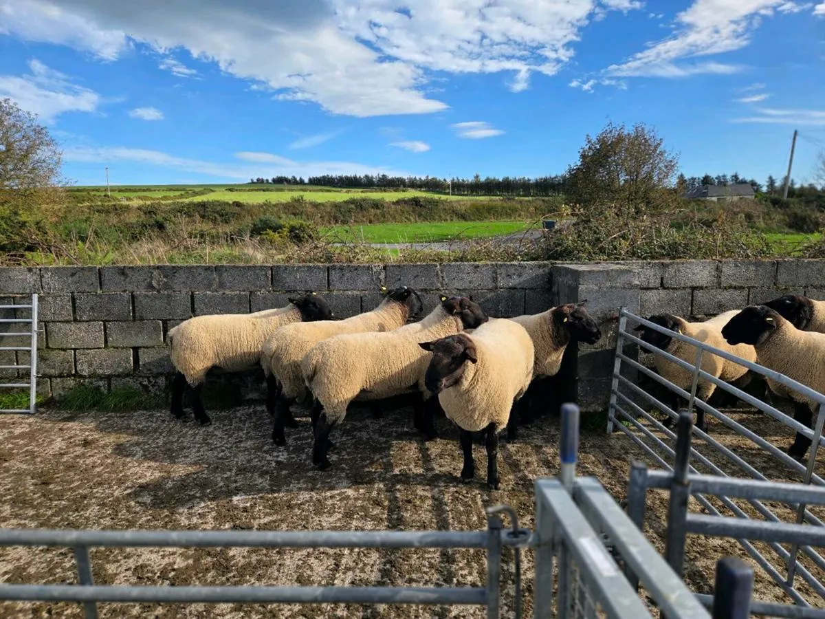 14 Suffolk Hogget Rams Blessington Mart 11th Oct - Image 3