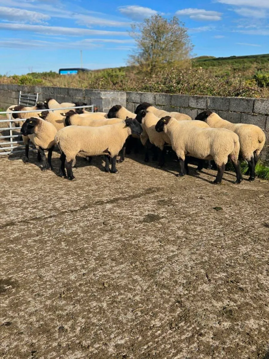 14 Suffolk Hogget Rams Blessington Mart 11th Oct - Image 4