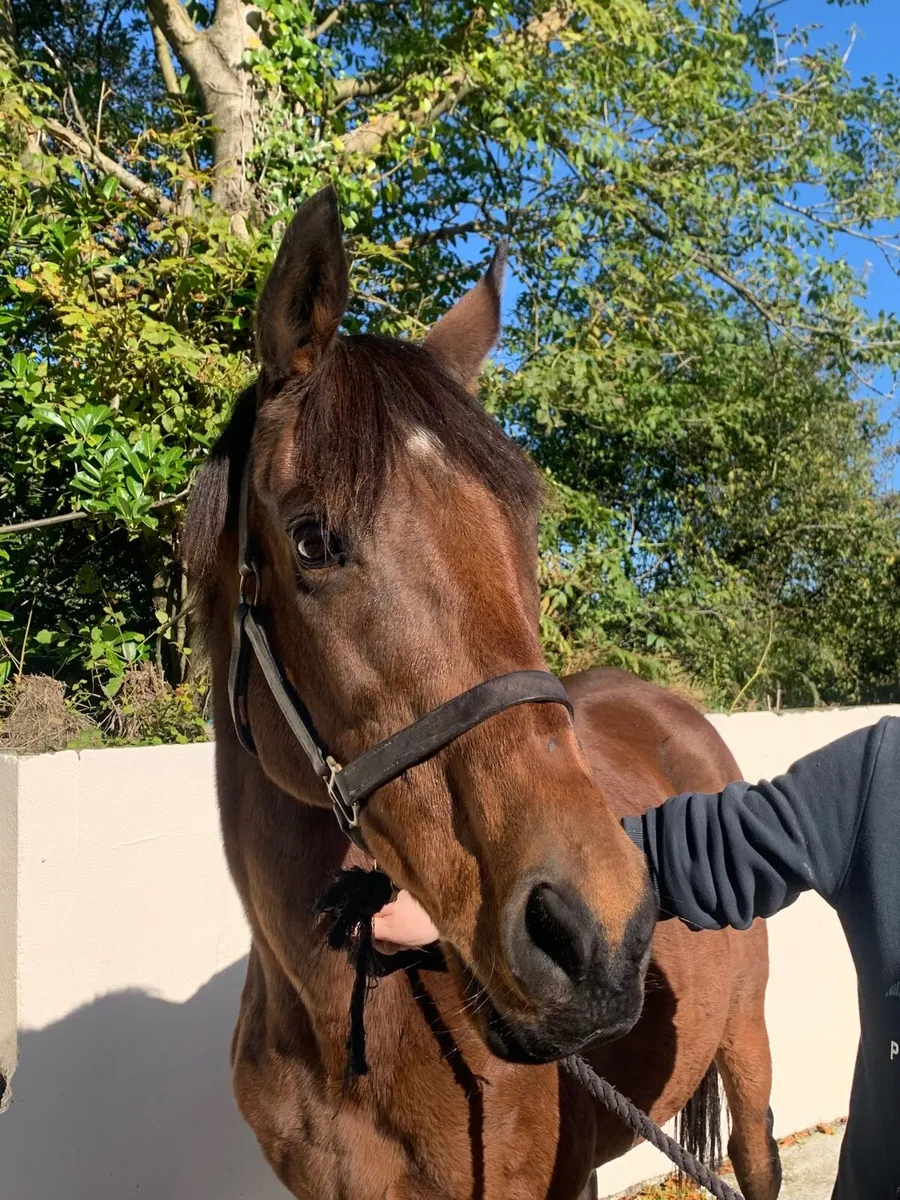 Broodmares - Image 1