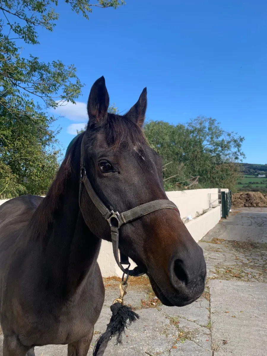 Broodmares - Image 2