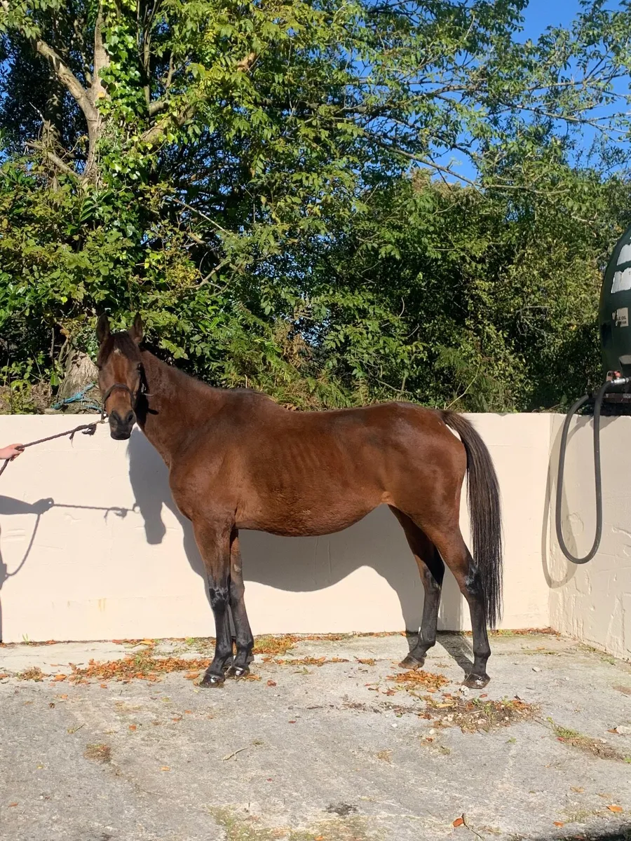 Broodmares - Image 3