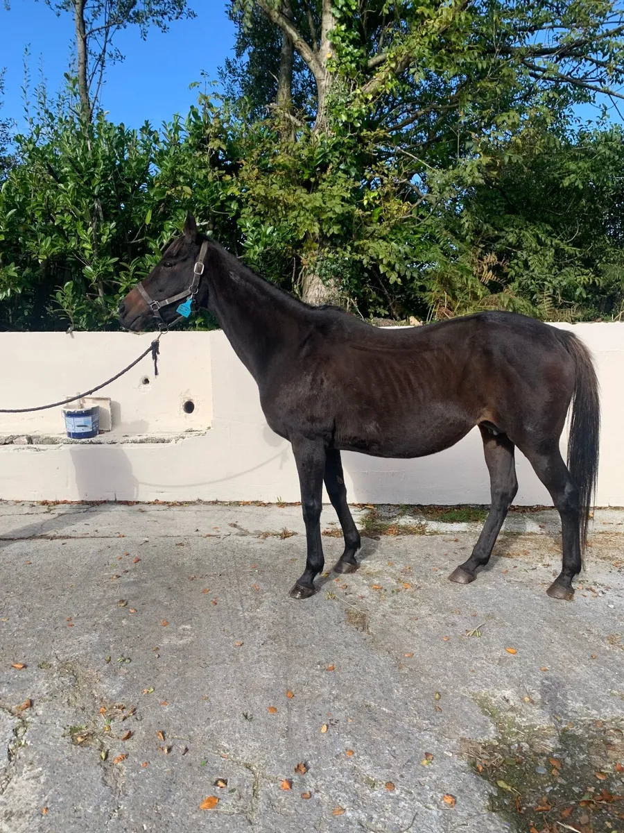 Broodmares - Image 4