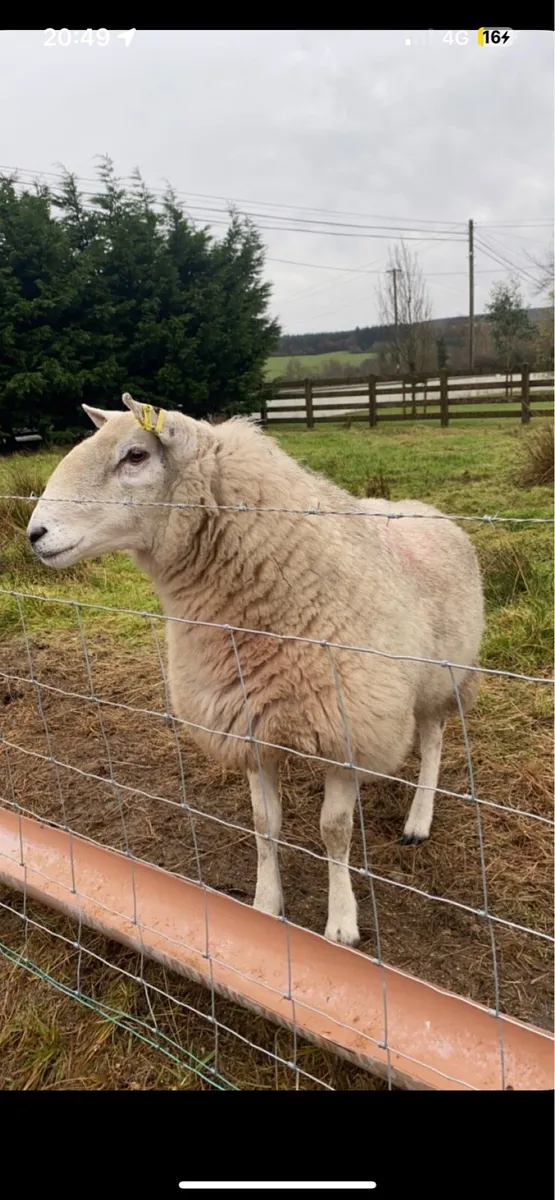 Cheviot ram wanted