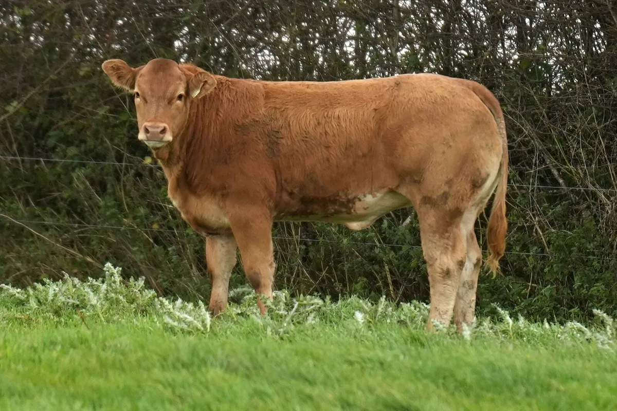 Weanling at mayo sligo mart elite heifer sale - Image 2