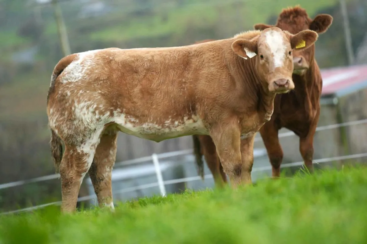 Weanling at mayo sligo mart elite heifer sale - Image 3