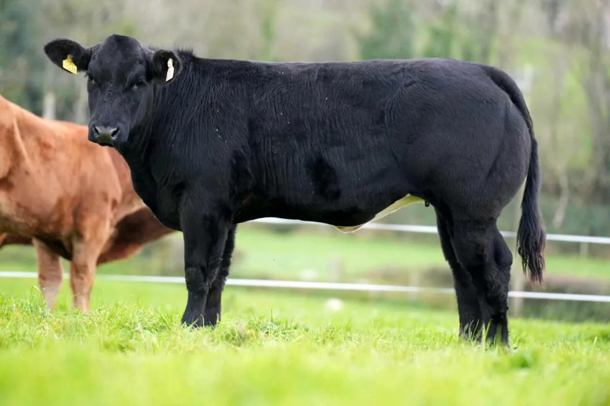 Weanling at mayo sligo mart elite heifer sale - Image 4