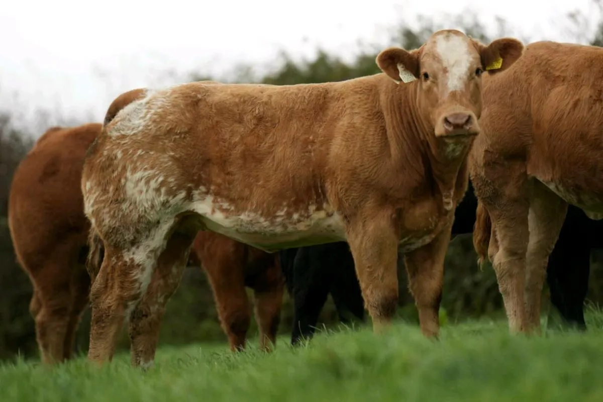 Weanling at mayo sligo mart elite heifer sale - Image 1