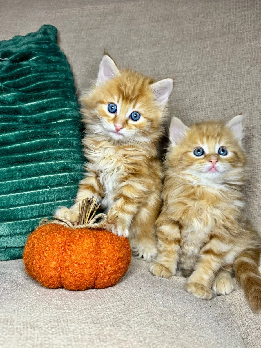 Kittens - Image 1