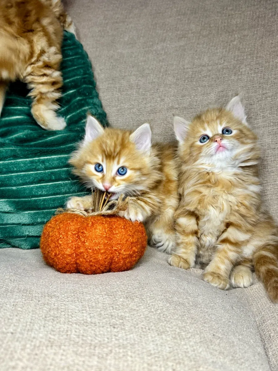 Kittens - Image 2