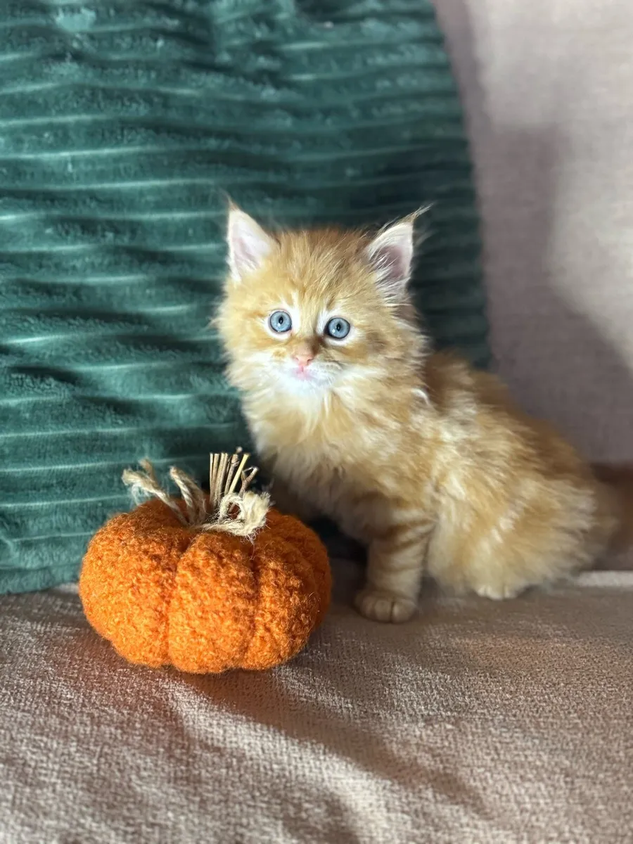 Kittens - Image 3