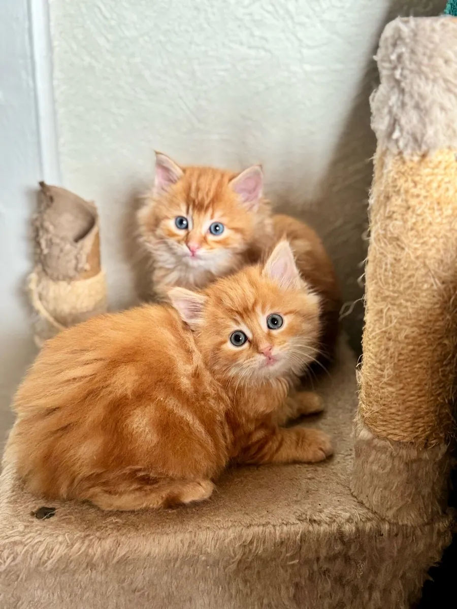 Kittens - Image 4