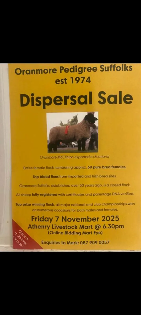 ****ORANMORE SUFFOLKS DISPERSAL SALE**** - Image 1