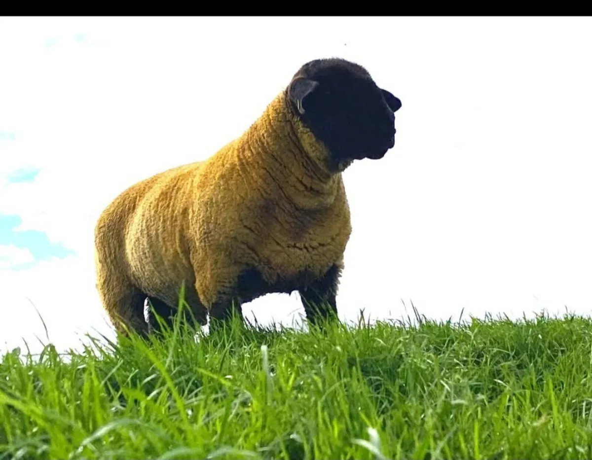 ****ORANMORE SUFFOLKS DISPERSAL SALE**** - Image 2