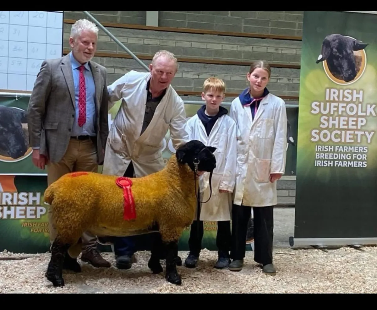 ****ORANMORE SUFFOLKS DISPERSAL SALE**** - Image 3