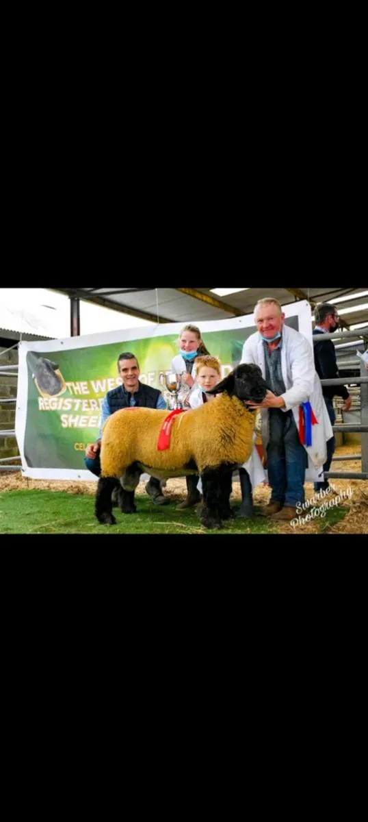 ****ORANMORE SUFFOLKS DISPERSAL SALE**** - Image 4