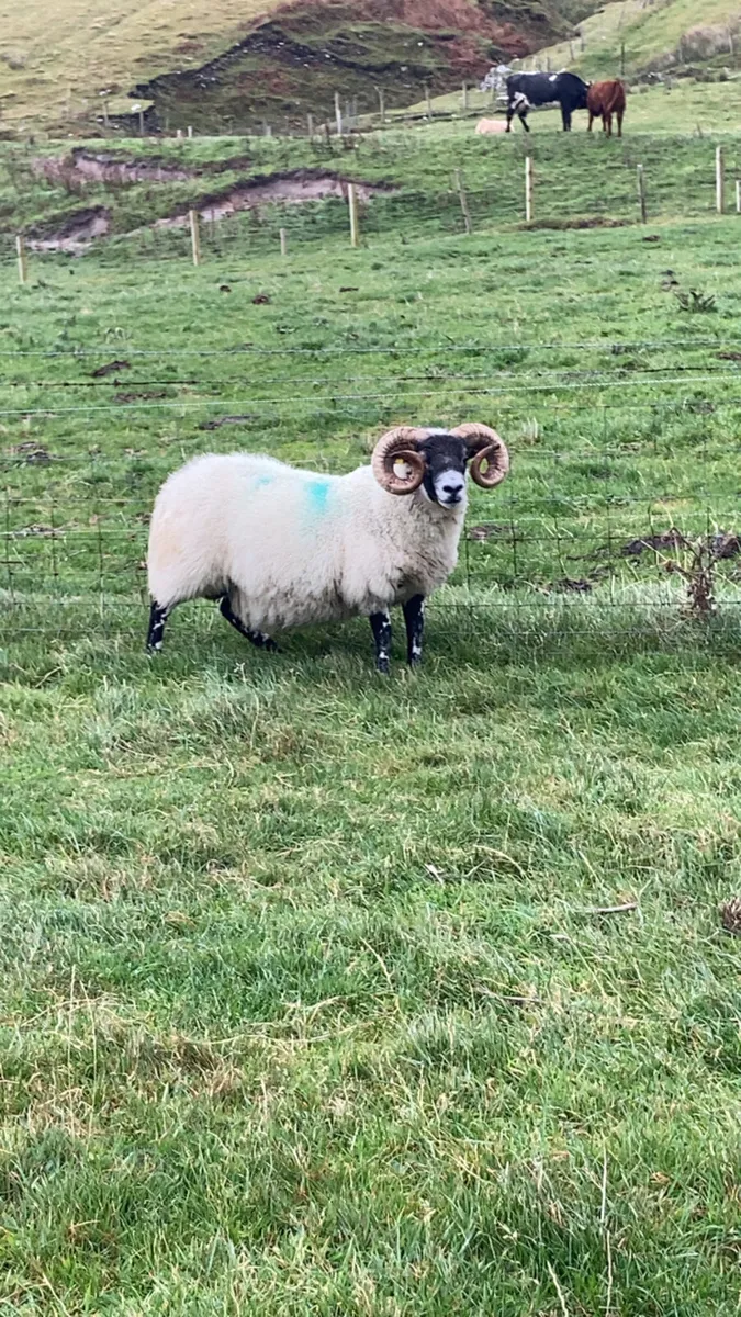 Lanark ram - Image 1