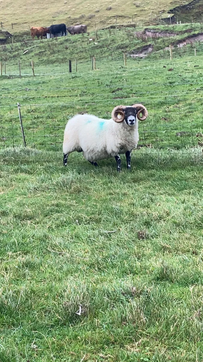 Lanark ram - Image 2