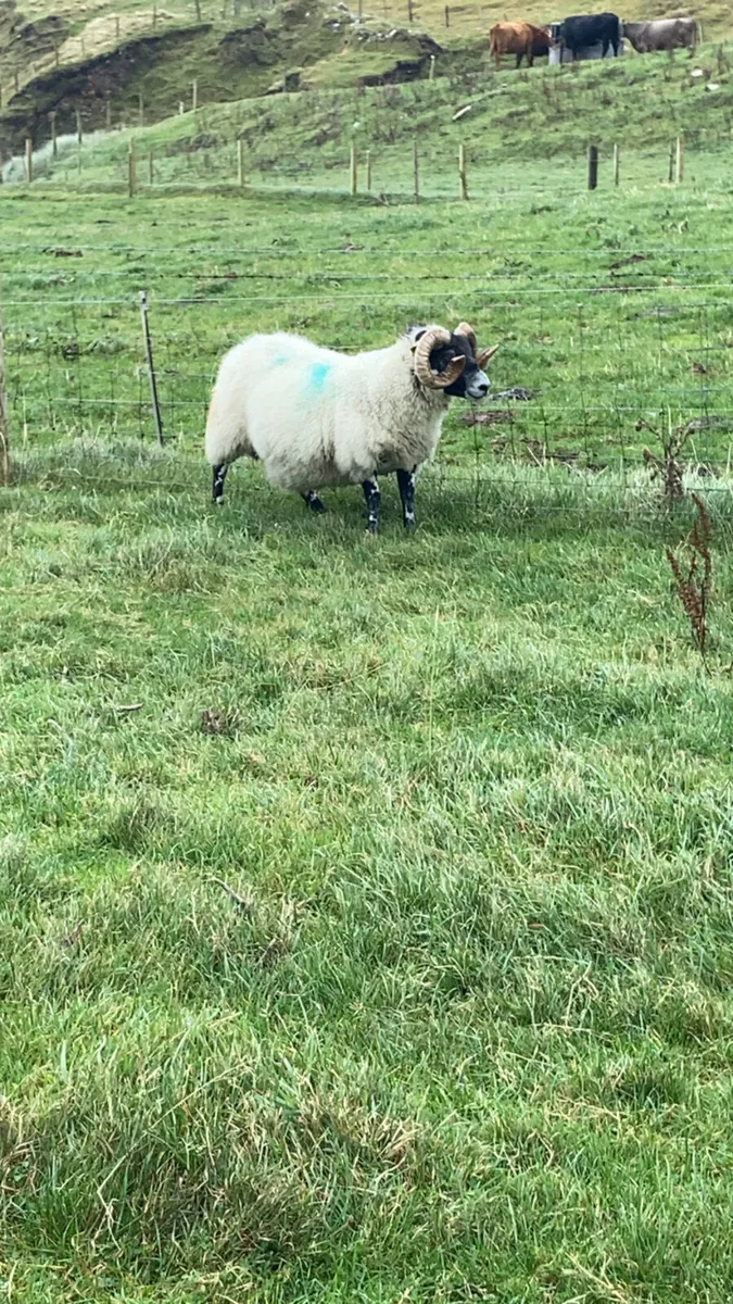 Lanark ram - Image 3