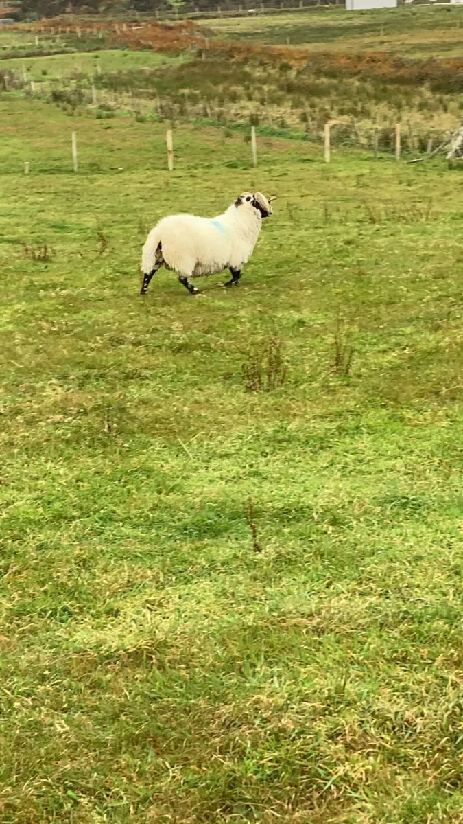 Lanark ram - Image 4