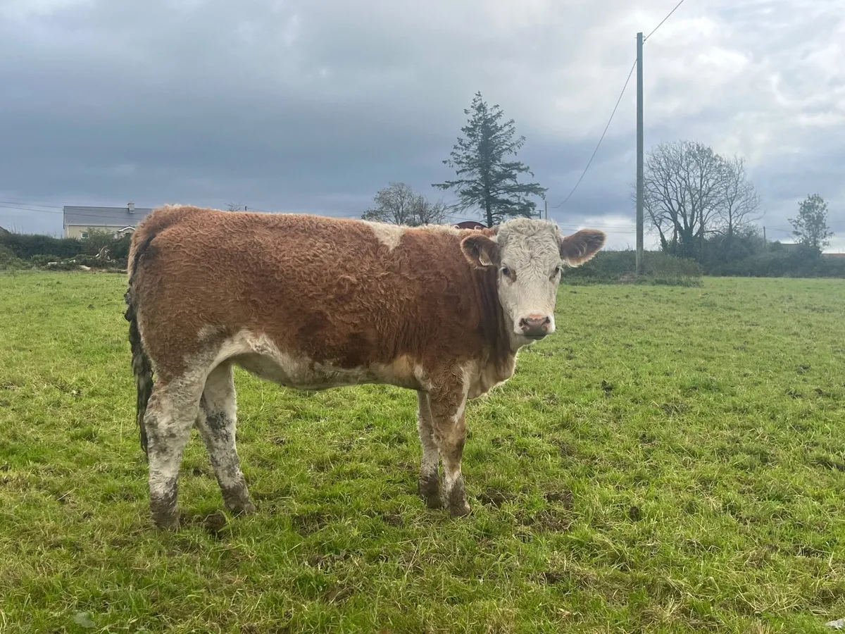 3 Simmental heifers - Image 2