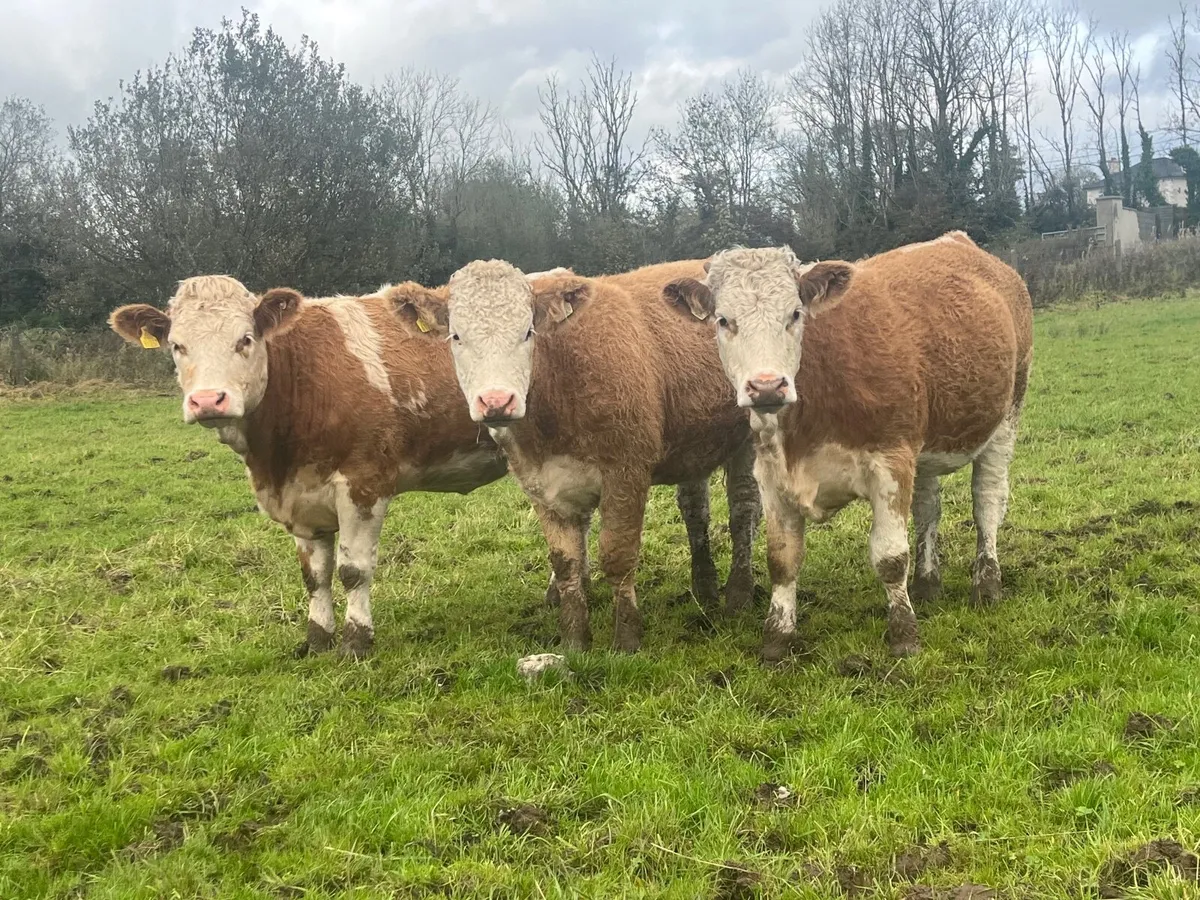3 Simmental heifers - Image 1
