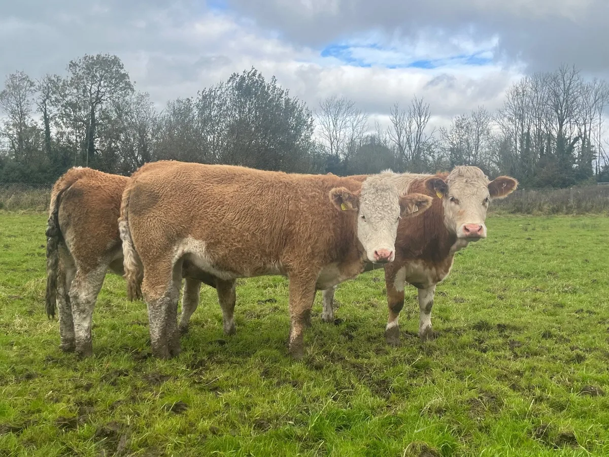 3 Simmental heifers - Image 3
