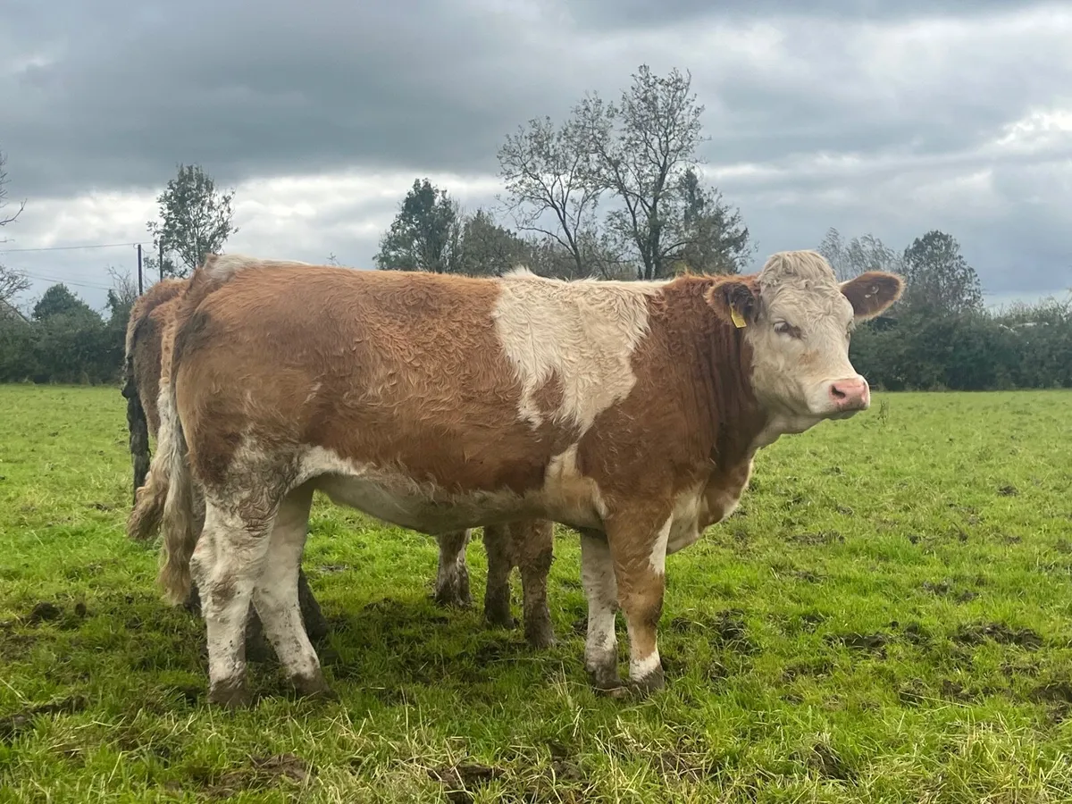 3 Simmental heifers - Image 4