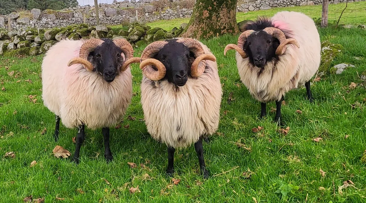 Mayo Blackface Hogget Rams - Image 1