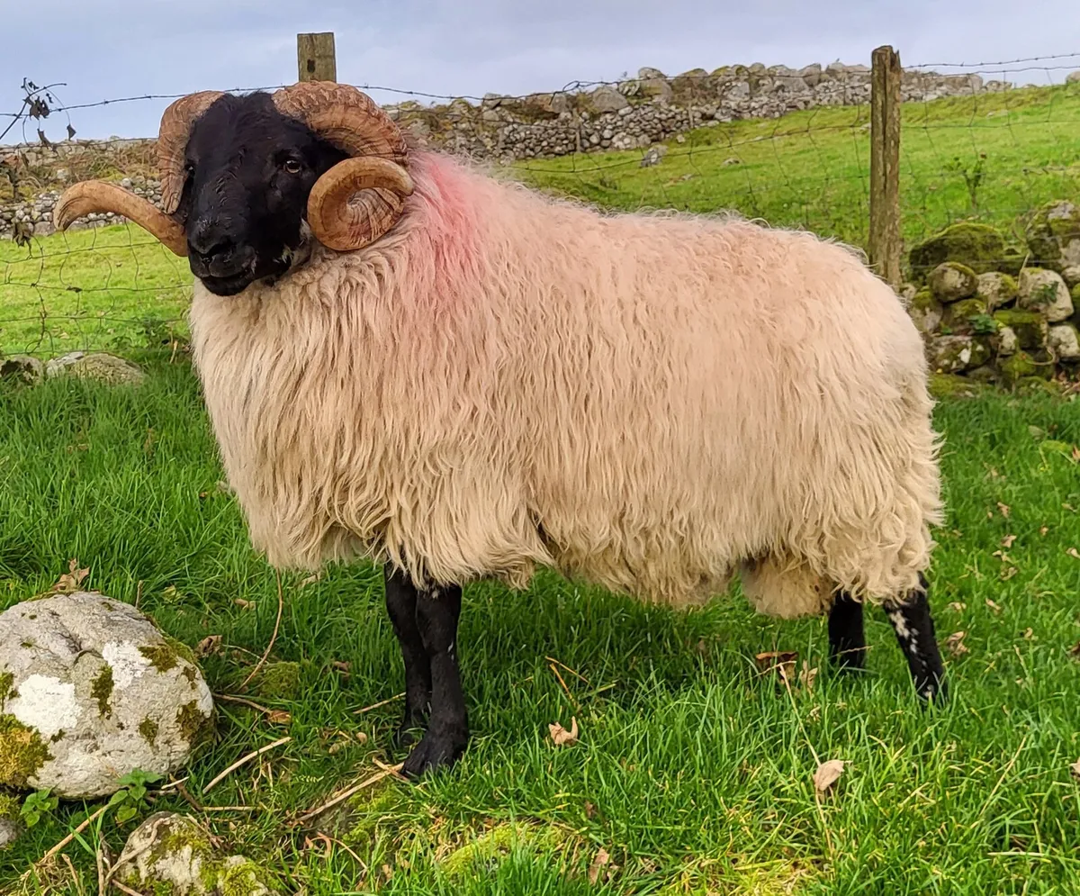 Mayo Blackface Hogget Rams - Image 2