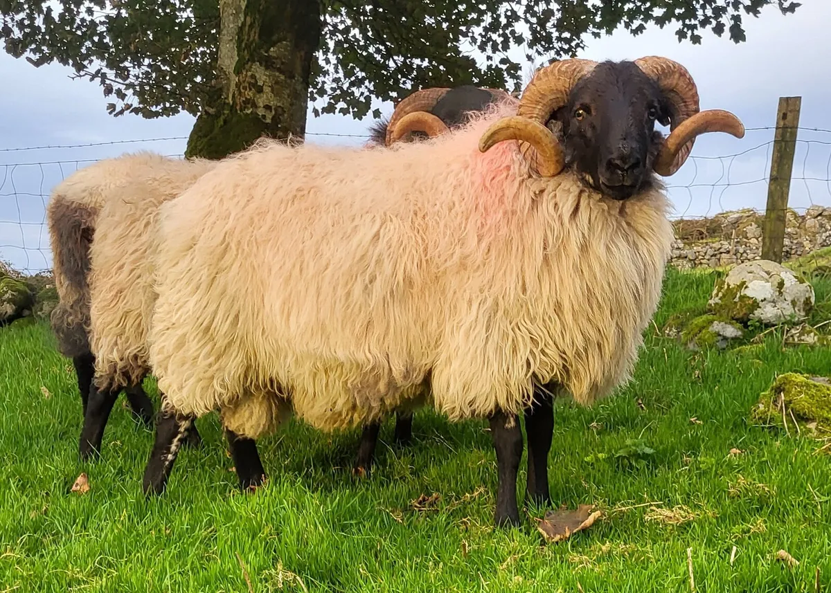 Mayo Blackface Hogget Rams - Image 3