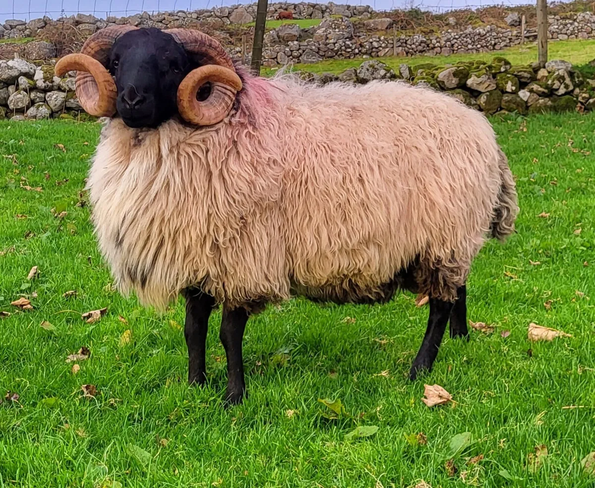 Mayo Blackface Hogget Rams - Image 4