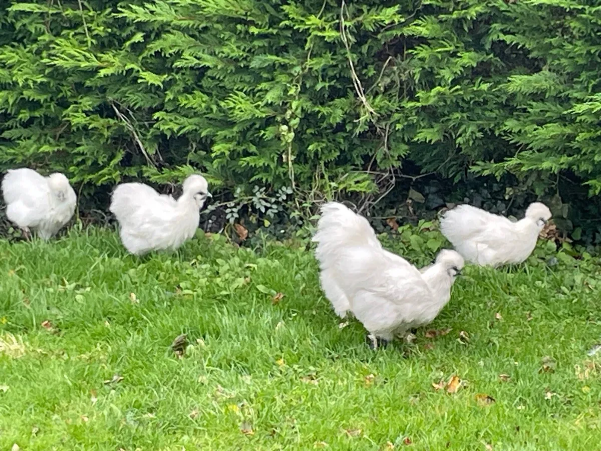 Chicken - Image 1