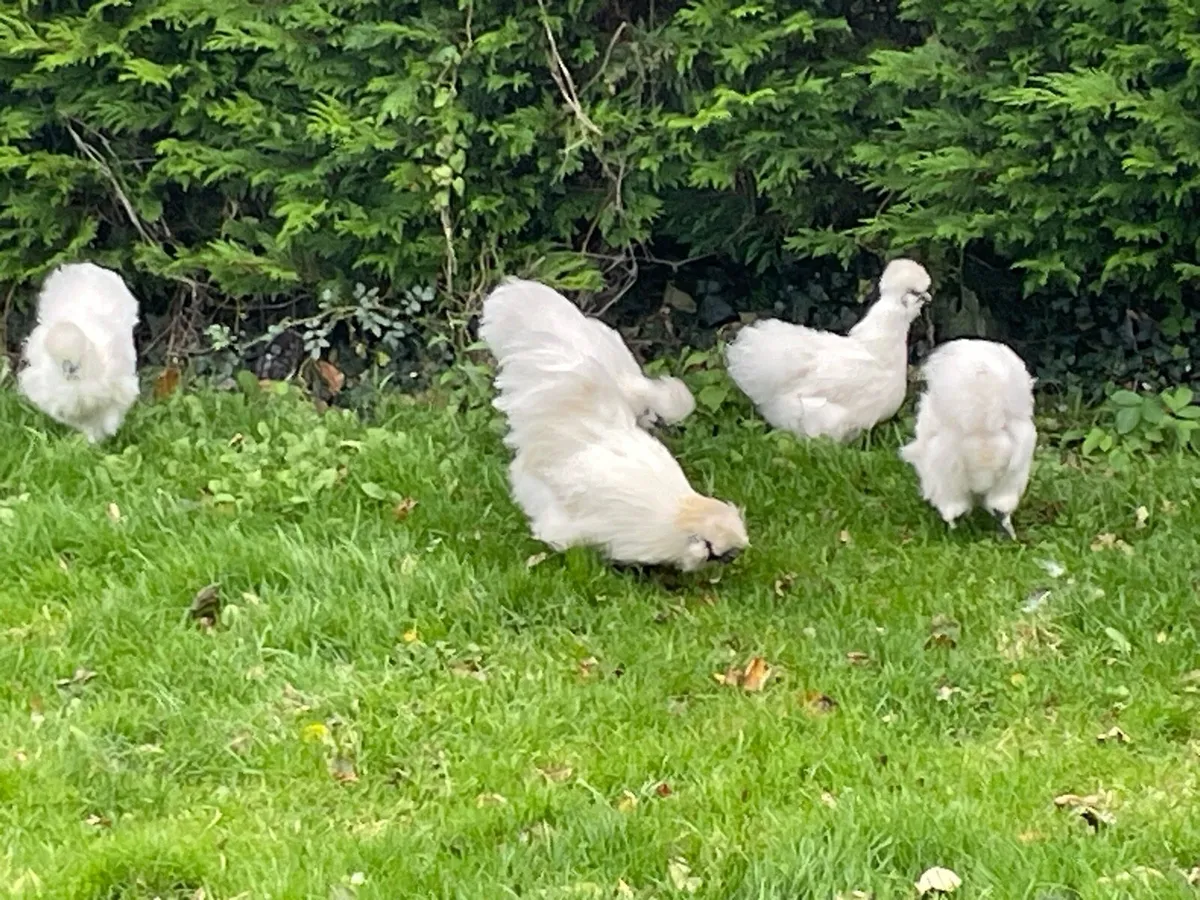 Chicken - Image 2