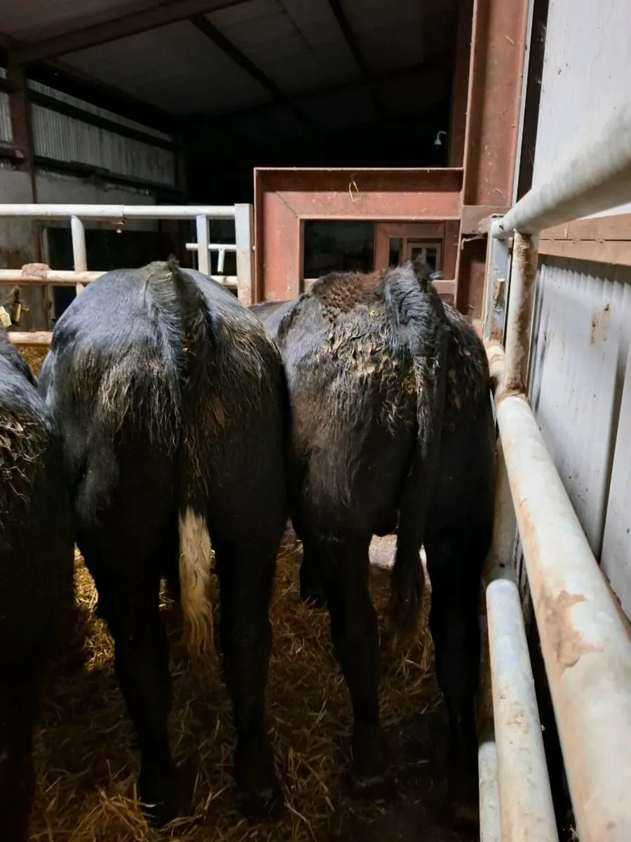 Limousine bull weanlings home bred - Image 2