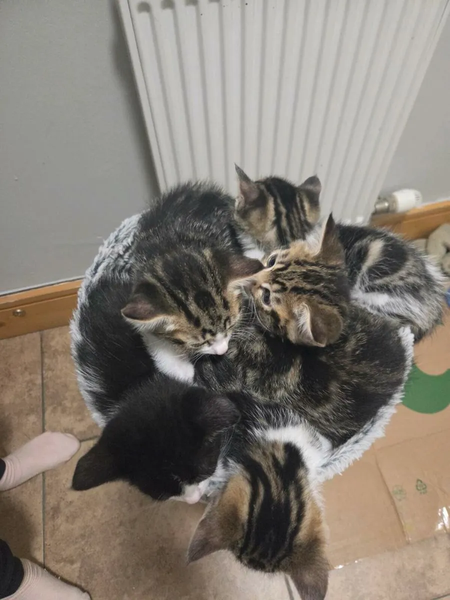 Kittens - Image 1