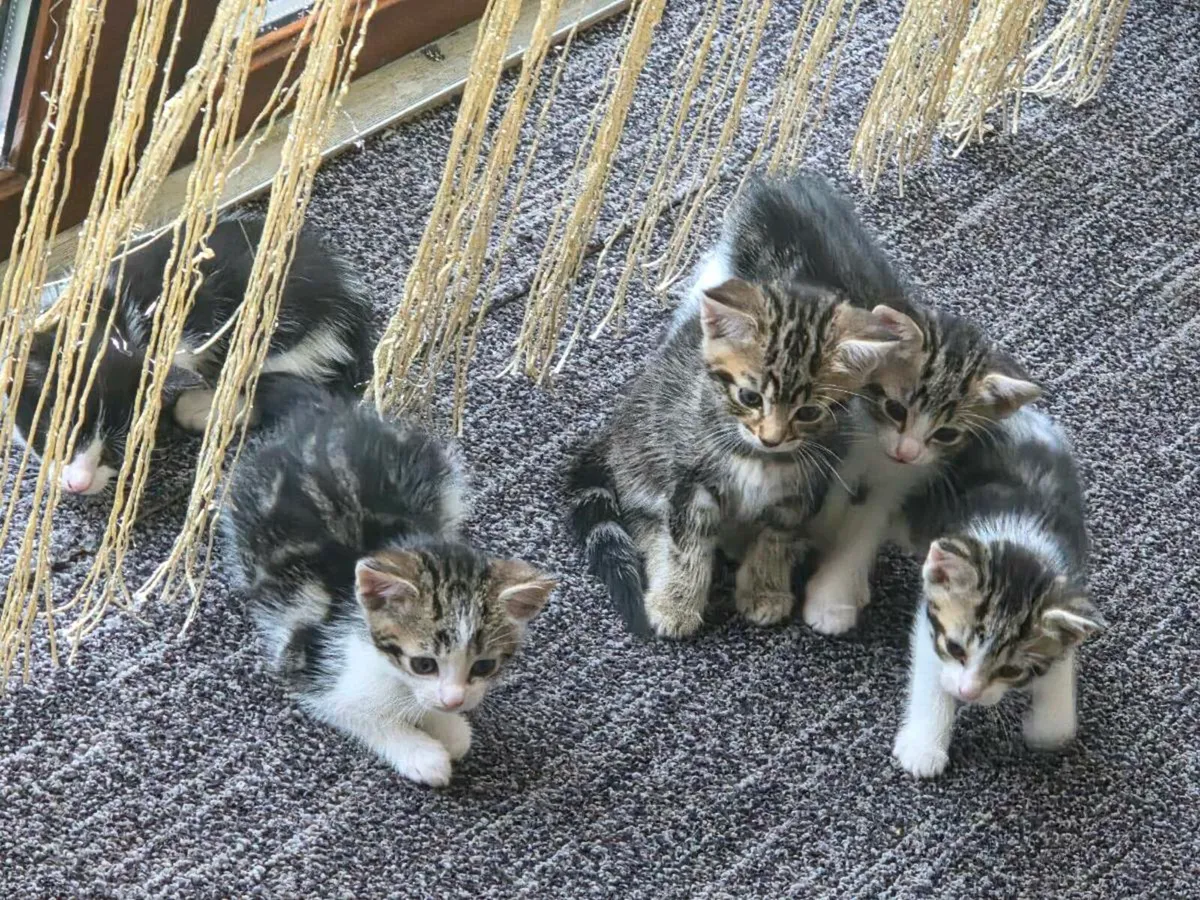Kittens - Image 2
