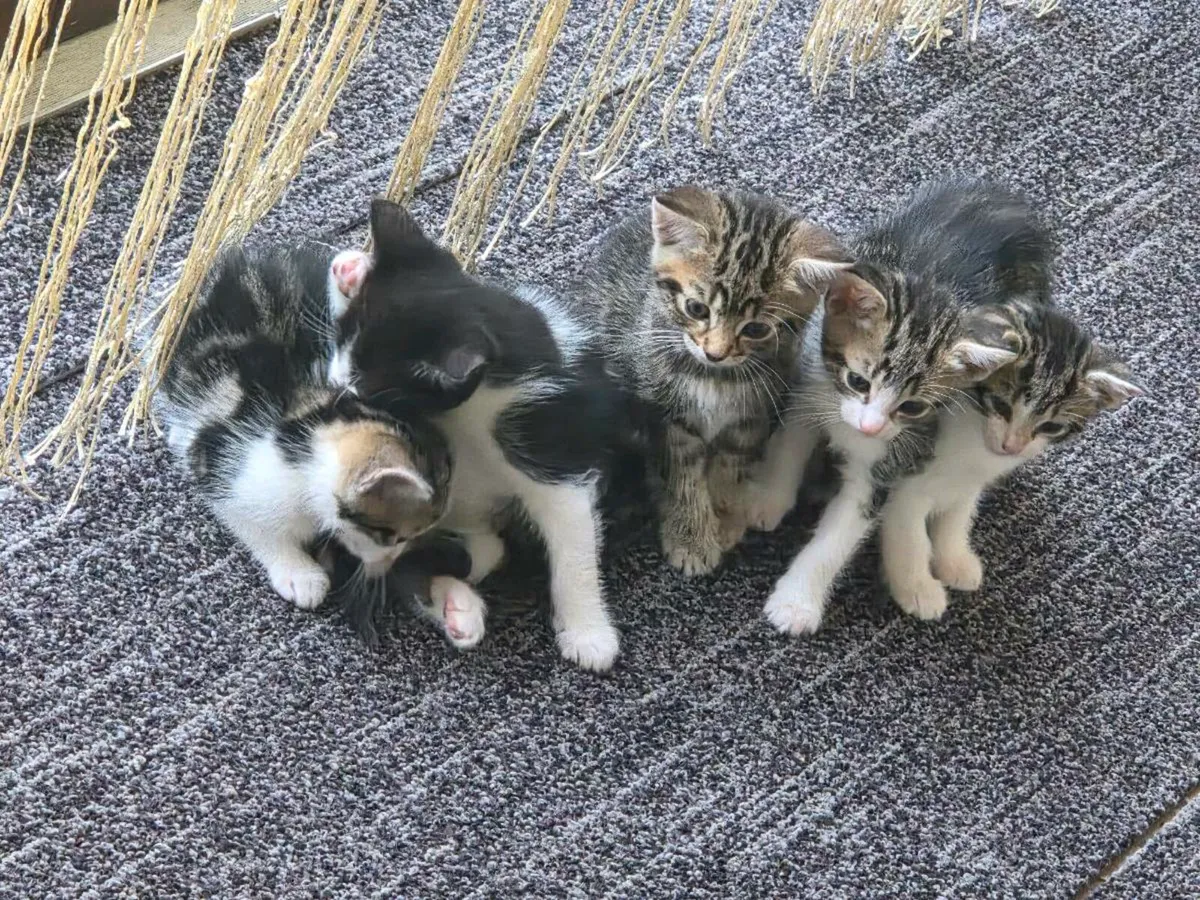 Kittens - Image 3