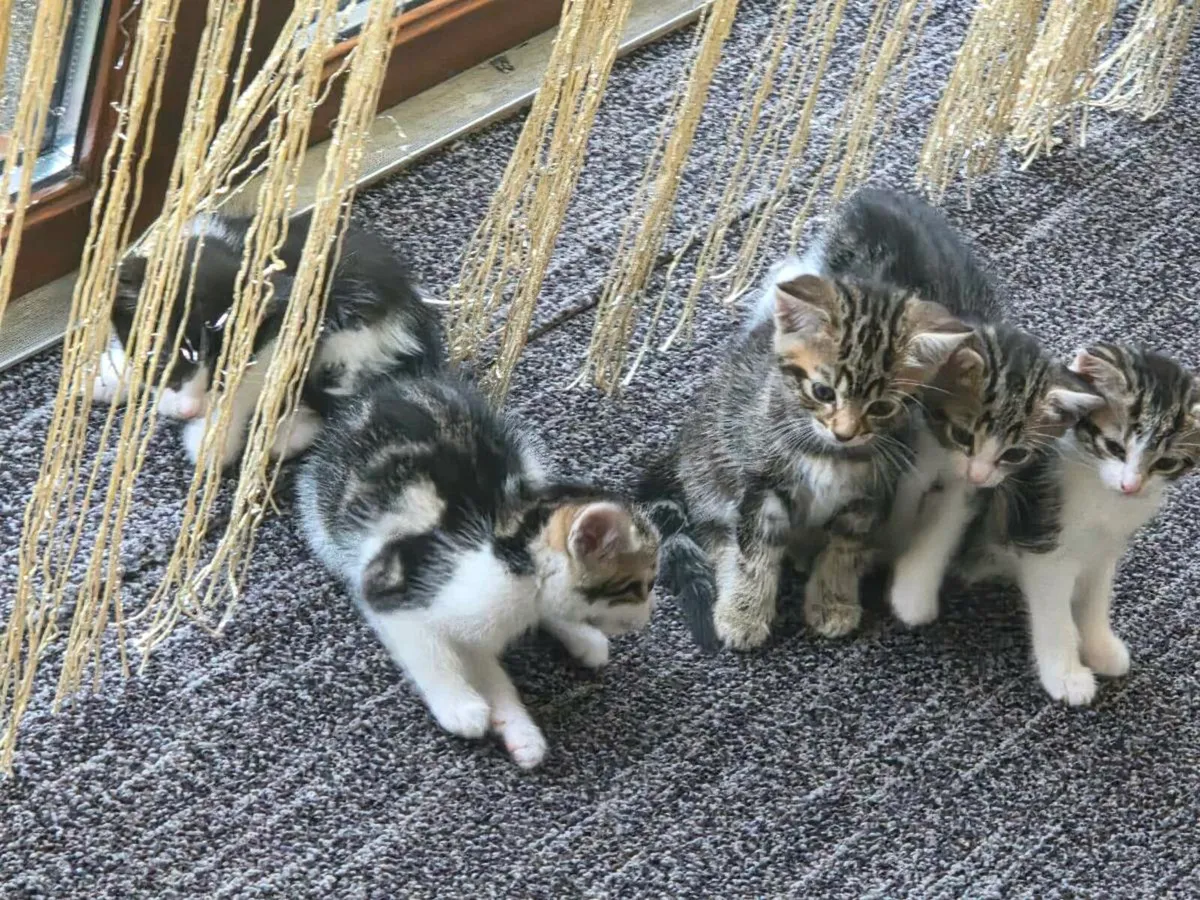 Kittens - Image 4