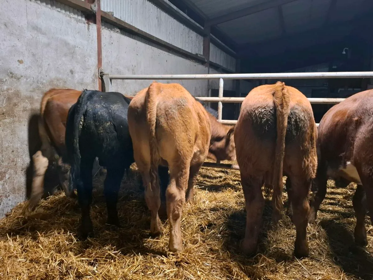 Limousine bull weanlings home bred - Image 3