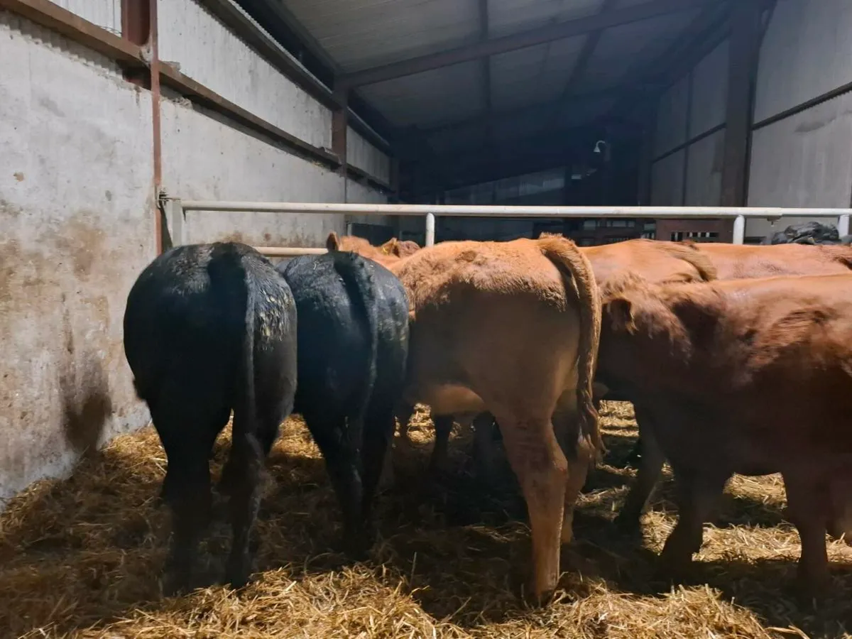 Limousine bull weanlings home bred - Image 1