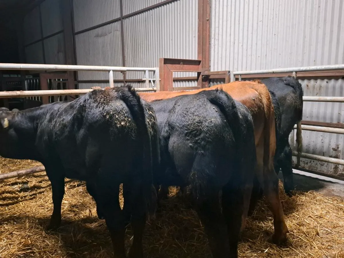 Limousine bull weanlings home bred - Image 4