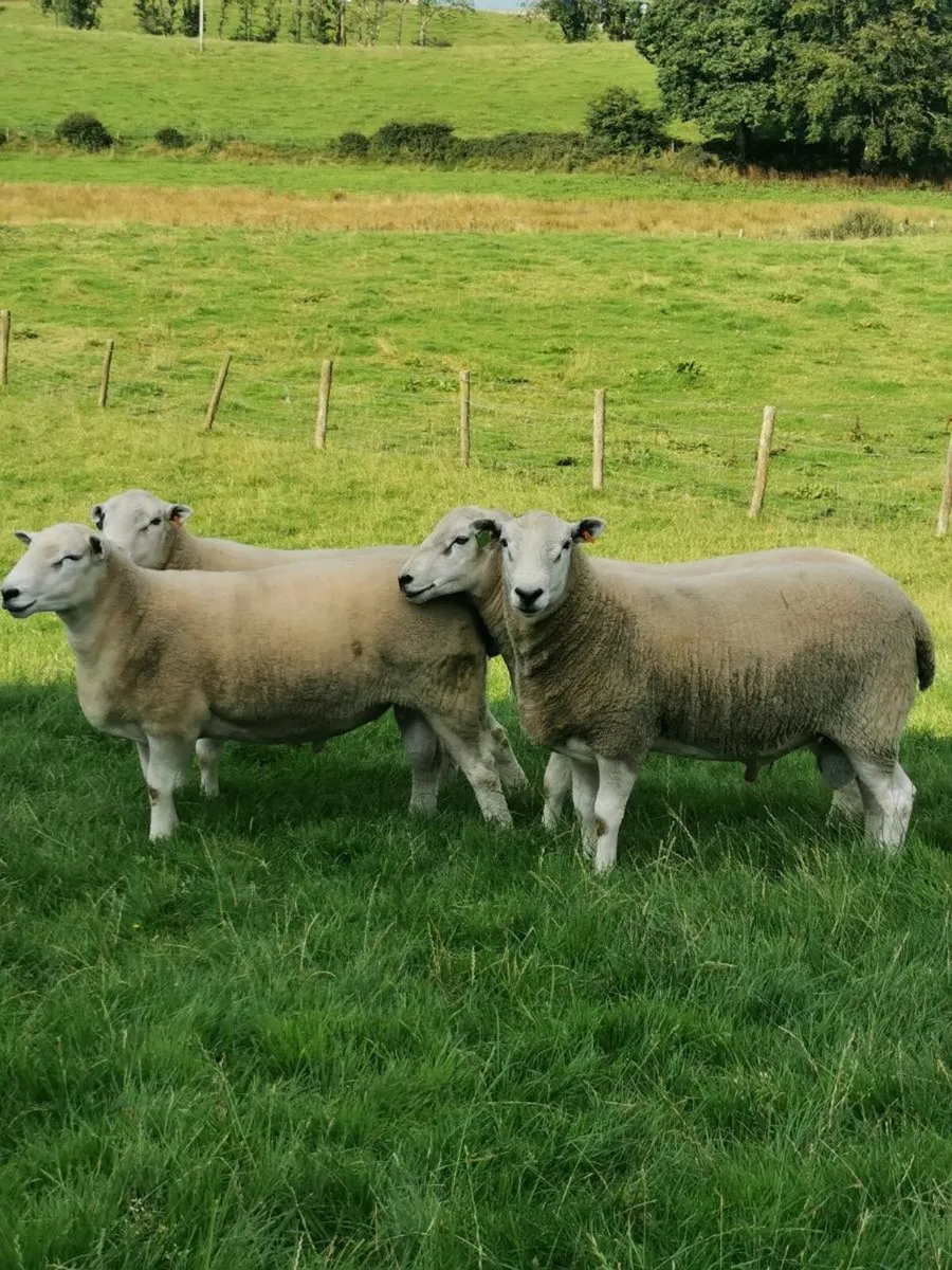 Lleyn Shearling Rams - Image 1
